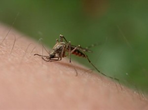 repelentes contra mosquitos
