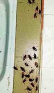 Plagas de cucarachas en los desagües del Cuartel de Alicante