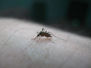 Qué atrae a los mosquitos