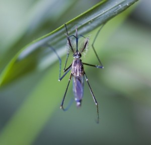 Mosquito transmisor de la malaria en España