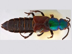 Escarabajo descubierto por Darwin