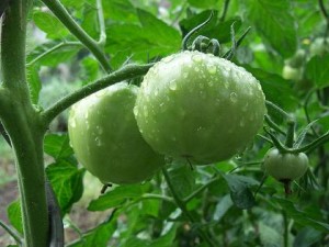cuidados del huerto en casa para tener tomates sabrosos