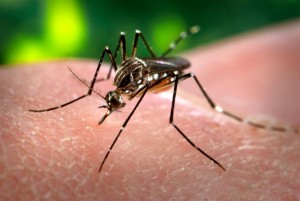 Aedes aegypti causante del virus zika