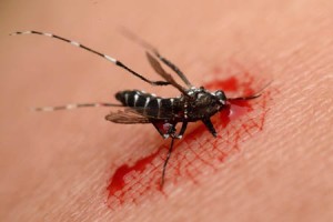 mosquito tigre causa mirocefalia por transmisión de Zika
