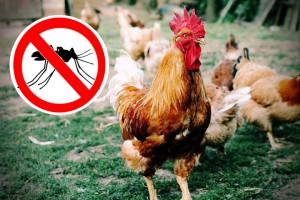 pollos ahuyentan a los mosquitos
