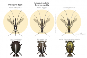 Cómo identificar a los mosquitos asiáticos invasores